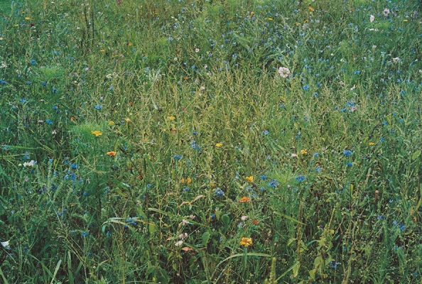 http://www.emanueletorti.it/files/gimgs/th-36_1_IMG00022.jpg