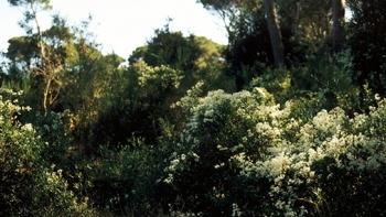 http://www.emanueletorti.it/files/dimgs/thumb_3x350_1_57_1783.jpg