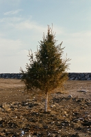 http://www.emanueletorti.it/files/gimgs/th-62_15740024.jpg