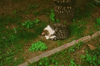 http://www.emanueletorti.it/files/gimgs/th-62_28990021.jpg